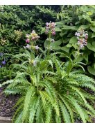 Hosszúlevelű örvényvirág / MORINA longifolia 