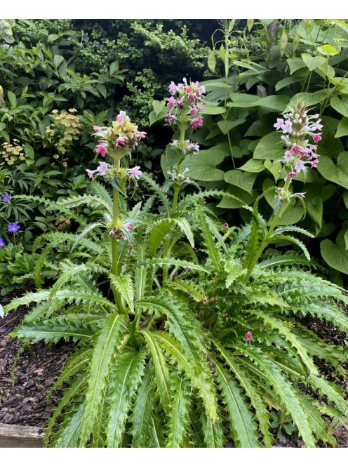 Hosszúlevelű örvényvirág / MORINA longifolia 