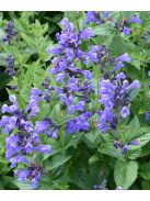 Japán macskamenta / NEPETA subsessilis 'Blue Dreams' 