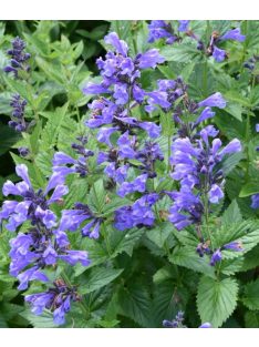   Japán macskamenta / NEPETA subsessilis 'Blue Dreams' 