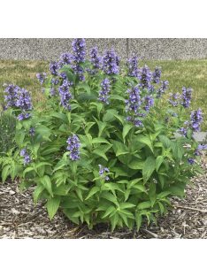   Japán macskamenta / NEPETA subsessilis 'Blue Dreams' 