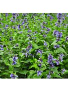 Japán macskamenta / NEPETA subsessilis 'Blue Dreams' 
