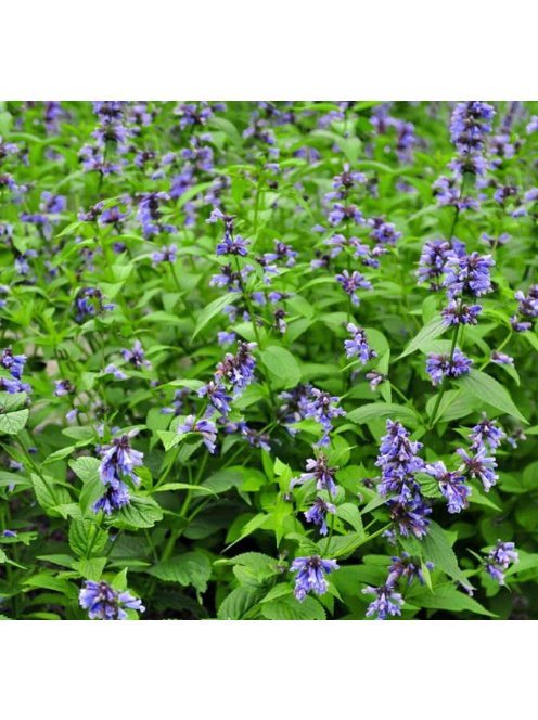 Japán macskamenta / NEPETA subsessilis 'Blue Dreams' 