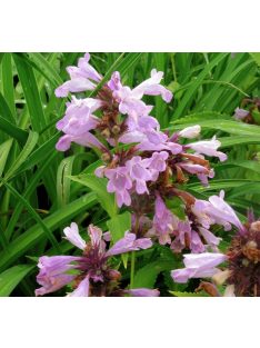   Japán macskamenta / NEPETA subsessilis 'Pink Dreams'