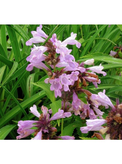 Japán macskamenta / NEPETA subsessilis 'Pink Dreams'