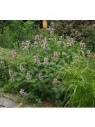 Japán macskamenta / NEPETA subsessilis 'Pink Dreams'