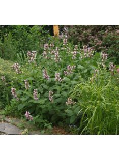   Japán macskamenta / NEPETA subsessilis 'Pink Dreams'