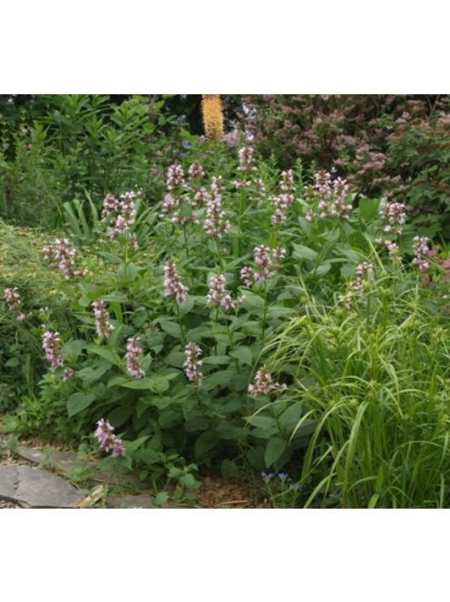 Japán macskamenta / NEPETA subsessilis 'Pink Dreams'