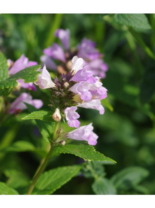 Japán macskamenta / NEPETA subsessilis 'Pink Dreams'