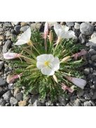 Bojtos ligetszépe / OENOTHERA caespitosa ssp. eximia 