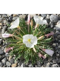 Bojtos ligetszépe / OENOTHERA caespitosa ssp. eximia 