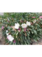 Bojtos ligetszépe / OENOTHERA caespitosa ssp. eximia 