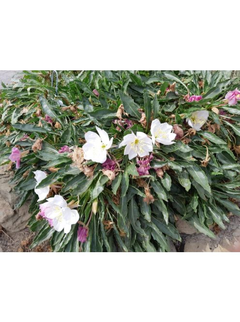 Bojtos ligetszépe / OENOTHERA caespitosa ssp. eximia 