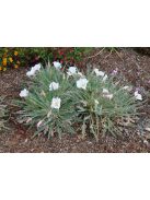 Bojtos ligetszépe / OENOTHERA caespitosa ssp. eximia 