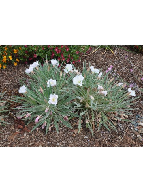 Bojtos ligetszépe / OENOTHERA caespitosa ssp. eximia 