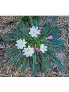 Bojtos ligetszépe / OENOTHERA caespitosa ssp. eximia 