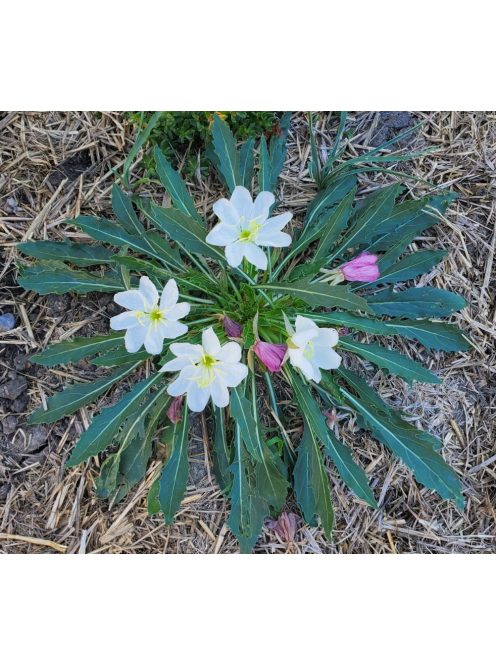 Bojtos ligetszépe / OENOTHERA caespitosa ssp. eximia 
