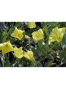 Missouri ligetszépe / OENOTHERA macrocarpa ssp. fremontii 'Silver Wings'