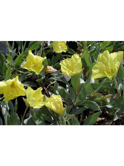 Missouri ligetszépe / OENOTHERA macrocarpa ssp. fremontii 'Silver Wings'