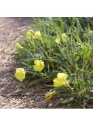 Missouri ligetszépe / OENOTHERA macrocarpa ssp. fremontii 'Silver Wings'