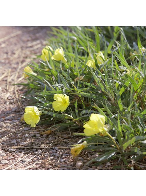 Missouri ligetszépe / OENOTHERA macrocarpa ssp. fremontii 'Silver Wings'