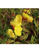 Ligetszépe / OENOTHERA pilosella 'Yella Fella'