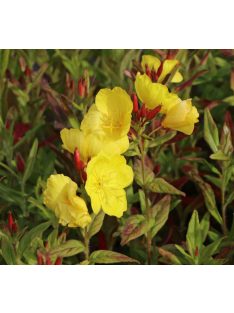 Ligetszépe / OENOTHERA pilosella 'Yella Fella'