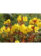 Ligetszépe / OENOTHERA pilosella 'Yella Fella'