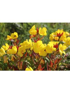 Ligetszépe / OENOTHERA pilosella 'Yella Fella'
