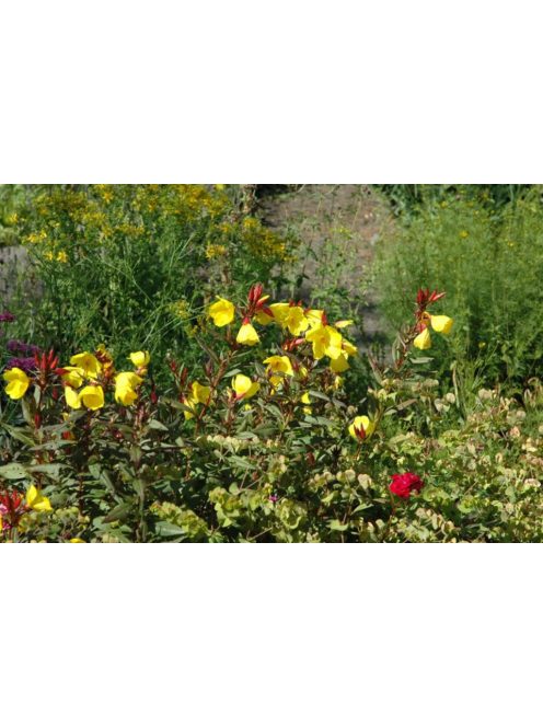 Ligetszépe / OENOTHERA pilosella 'Yella Fella'