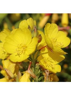 Ligetszépe / OENOTHERA tetragona 