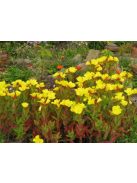 Ligetszépe / OENOTHERA tetragona 