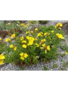 Ligetszépe / OENOTHERA tetragona 