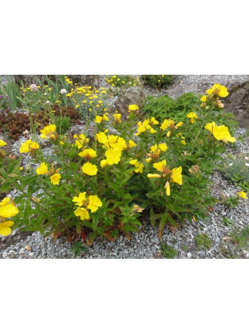 Ligetszépe / OENOTHERA tetragona 