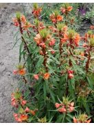 Ligetszépe / OENOTHERA versicolor 