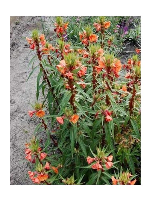 Ligetszépe / OENOTHERA versicolor 