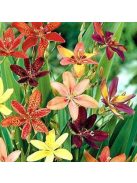 Festett liliom / PARDANCANDA norrisii 