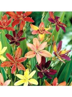 Festett liliom / PARDANCANDA norrisii 