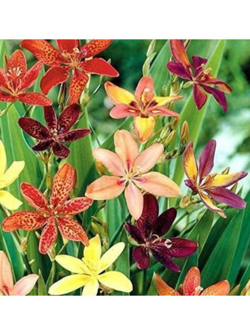 Festett liliom / PARDANCANDA norrisii 