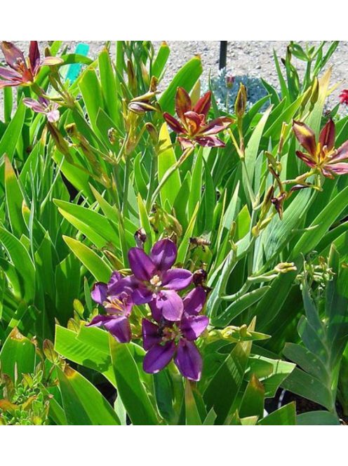 Festett liliom / PARDANCANDA norrisii 