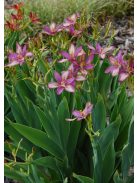 Festett liliom / PARDANCANDA norrisii 