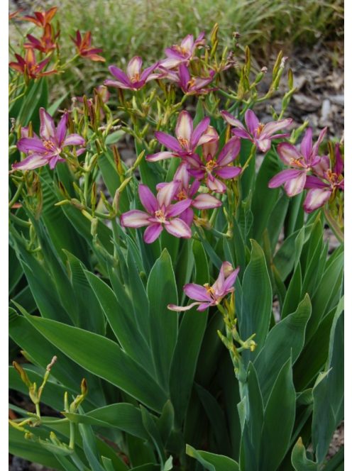 Festett liliom / PARDANCANDA norrisii 