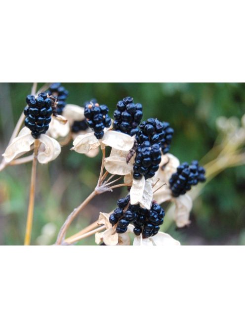 Festett liliom / PARDANCANDA norrisii 