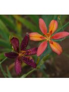 Festett liliom / PARDANCANDA norrisii 