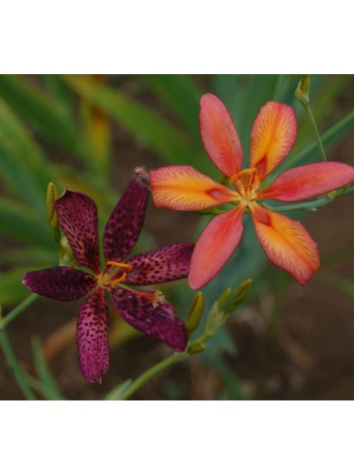 Festett liliom / PARDANCANDA norrisii 