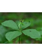 Farkasszőlő / PARIS quadrifolia 