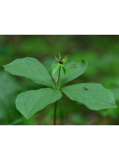 Farkasszőlő / PARIS quadrifolia 