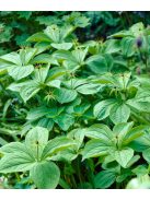 Farkasszőlő / PARIS quadrifolia 