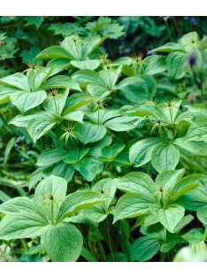 Farkasszőlő / PARIS quadrifolia 