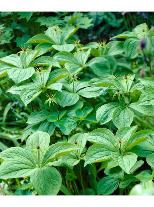 Farkasszőlő / PARIS quadrifolia 